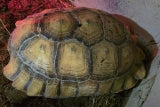 schildkroete