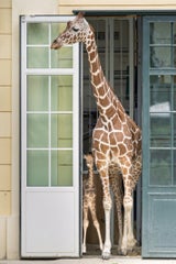 Giraffe Schönbrunn