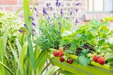 Nasch-Balkon: So gelingt gute Obsternte