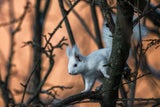 Albino-Eichhörnchen