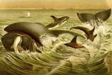 Orca Delfine