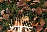 Vergessen die meisten: Diese Gartenarbeiten dürfen Sie im November nicht verpassen