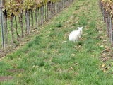 Känguru