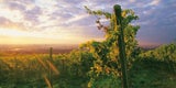Weingut Cobenzl
