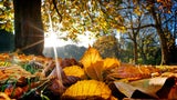 Bauernregel November