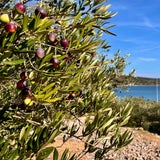 Die Olivenernte auf der Insel Krk bleibt ein unvergessliches Erlebnis.
