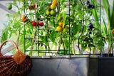 Nasch-Balkon: So gelingt gute Obsternte