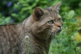 Oft werden Wildkatzen wie im Bild mit gewöhnlichen Hauskatzen verwechselt. 