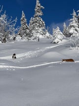 Katzen auf Skipiste ausgesetzt – aufwendige Rettung