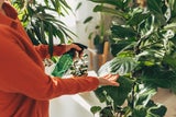Die besten Tipps: So überleben Ihre Zimmerpflanzen den Winter