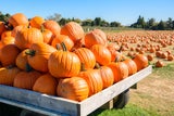 Halloween: Grusel-Hotspots rund um die Welt