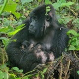 Seltener Nachwuchs im Virunga-Park: Berggorilla-Zwillinge im Kongo geboren
