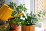 Die besten Tipps: So überleben Ihre Zimmerpflanzen den Winter