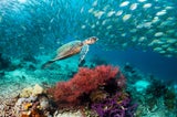 Raja Ampat