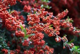 Farbenfroher Fruchtschmuck für den Garten