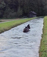 Pferd gerettet