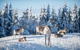 Winterwunderländer und Schnee-Paradiese in Europa