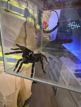 Spinne Rettung
