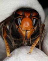 Killer-Hornisse in Österreich