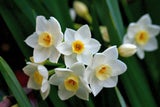 Frühblüher: So kommt jetzt Farbe in den Garten