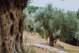 Olivenhain