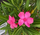 Der Oleander enthält Stoffe, die für Kinder und auch Tiere durchaus nicht bekömmlich sind.&nbsp;