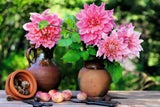 Dahlien: Die Königinnen des späten Sommers