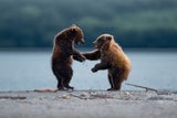 Dikla Gabriely/Comedy Wildlife 2023