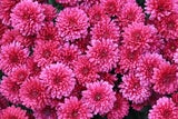 Chrysanthemen: Die letzten Herbstblumen im Garten