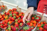 Erdbeeren sollten Sie besser saisonal kaufen.