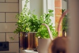 Wer sich im Sommer aus dem Gartenbeet bedient hat, kann gesundes Grün jetzt drinnen anpflanzen.  