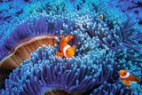 Seeanemone