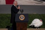 Biden Truthahn
