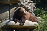 Neues Gehege für Bären und Wölfe im Tierpark Haag