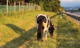 Pferd A1