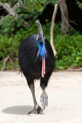 Kasuar
