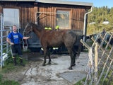 Pferd steckt fest Gföhl