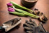 Tulpenzwiebeln kommen im Herbst in die Erde, vorgetriebene Pflanzen sind auch jetzt erhältlich.  