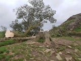 Robin Hood-Baum