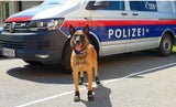 nase diensthund