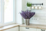Spinnen im Haus? Diese Pflanzen halten die unerwünschten Gäste fern