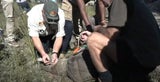 Rhinozeros