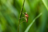 So vermeiden Sie Gelsen-Brutstätten im Garten