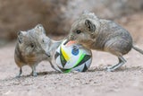 Tierisches Fußball-EM-Team im Zoo Schönbrunn präsentiert