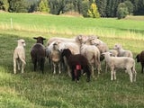 Nächster Wolfsriss im Waldviertel