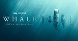 Die aktuellen Streaming-Highlights (03.02. - 09.02.)