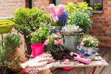 Bepflanzungs-Tipps: So wird der Balkon zur Grün-Oase