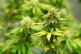 Kiffen bald legal? US-Regierung lockert Marihuana-Vorschriften