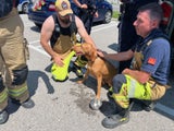 Rettung Hund Ebreichsdorf