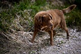 Bobi Hund